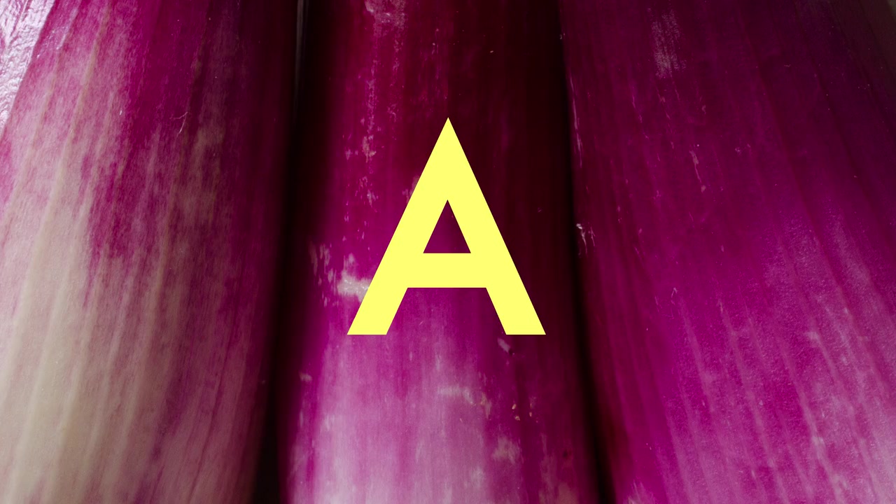 Tipografía animada sobre cebolla morada